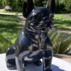 petit chien noir